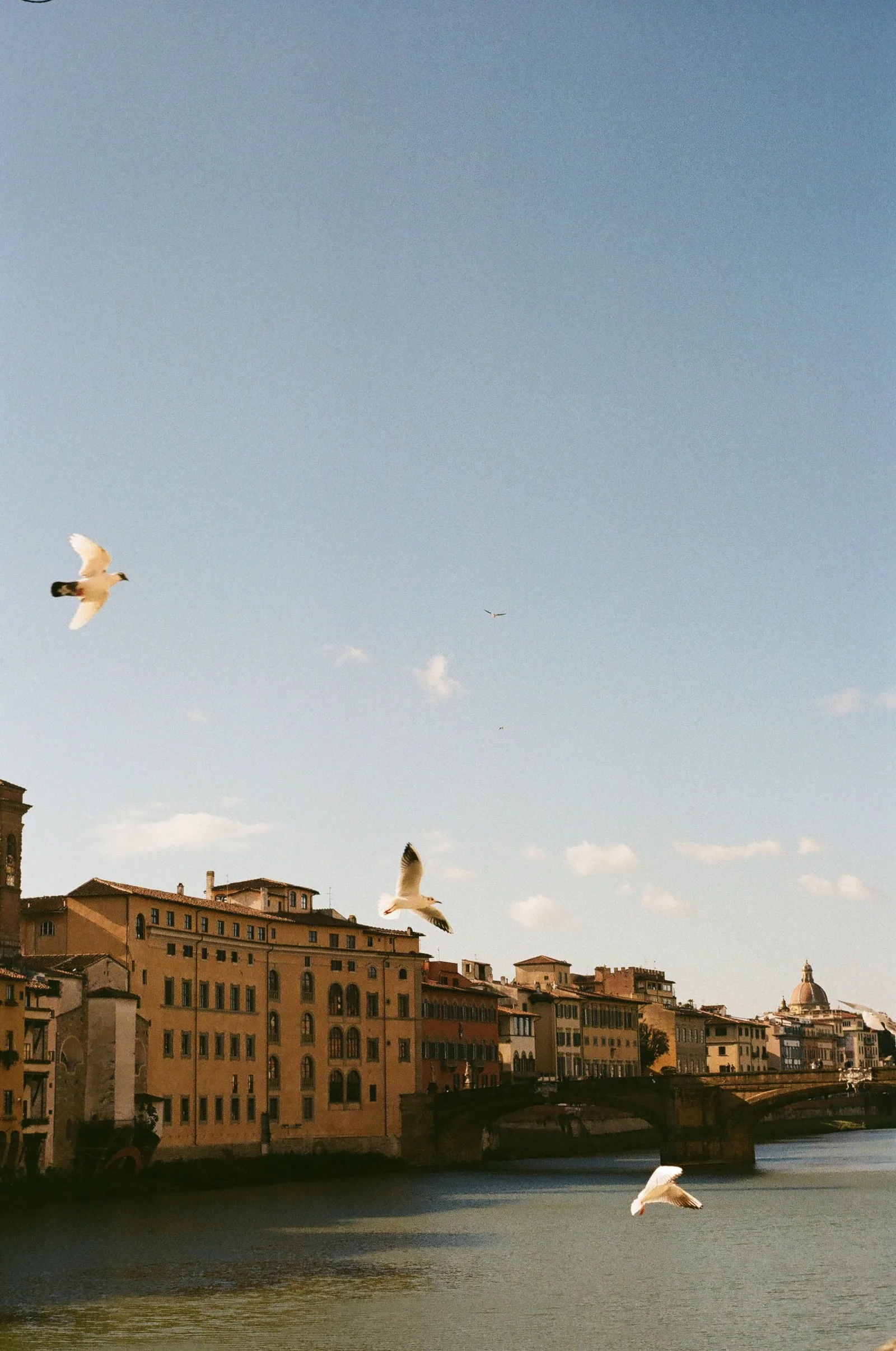 De Arno bij Florence met vogels boven het water